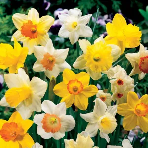 Mixed Daffodils for Naturalizing in growers bag